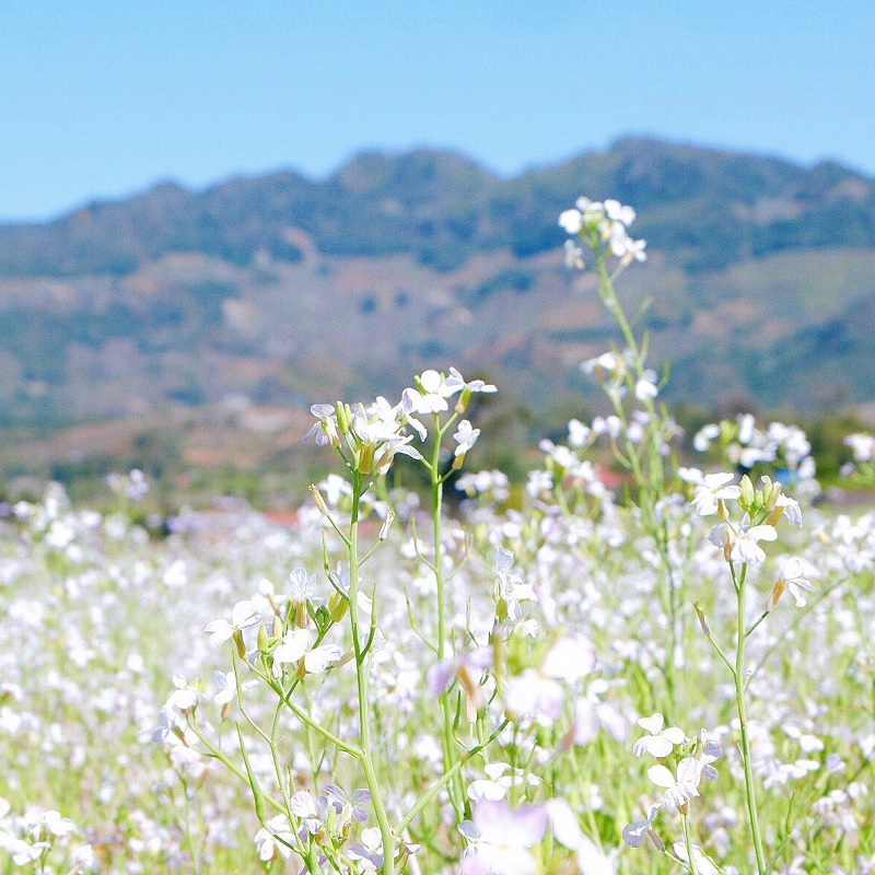 Những cánh đồng hoa cải trắng Đà Lạt thu hút nhiều du khách.