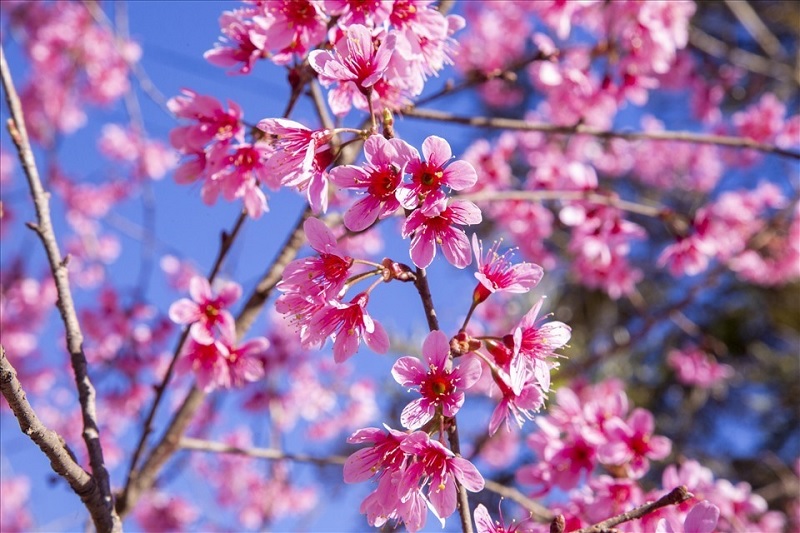 Hoa mai anh đào Đà Lạt tuyệt đẹp vào mùa xuân.